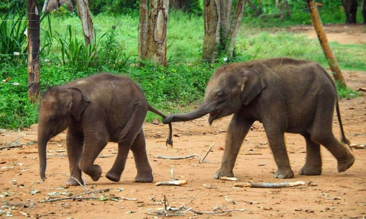 A herd of wild Asian elephants — including mothers and calves — walking across golden grassland near a reservoir in Udawalawe National Park, Sri Lanka.